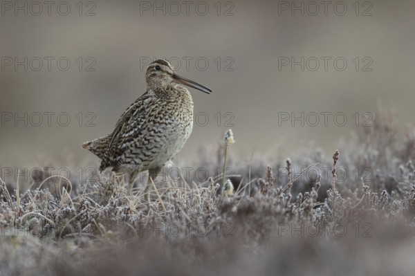 Great Snipe (Gallinago media), Buskerud, Norway