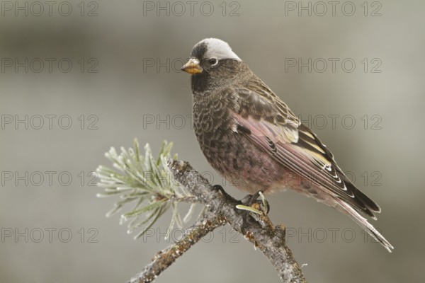 Black Rosy Finch (Leucosticte atrata), New Mexico, USA