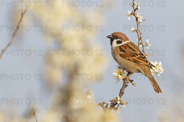 Eurasian Tree Sparrow (Passer montanus), Lake Neusiedl, Austria