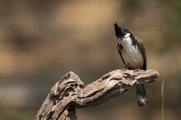 Red-whiskered Bulbul (Pycnonotus jocosus hainanensis), Yunnan, China
