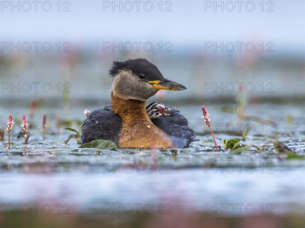 Red-necked Grebe (Podiceps grisegena), Mecklenburg-Western Pomerania, Germany