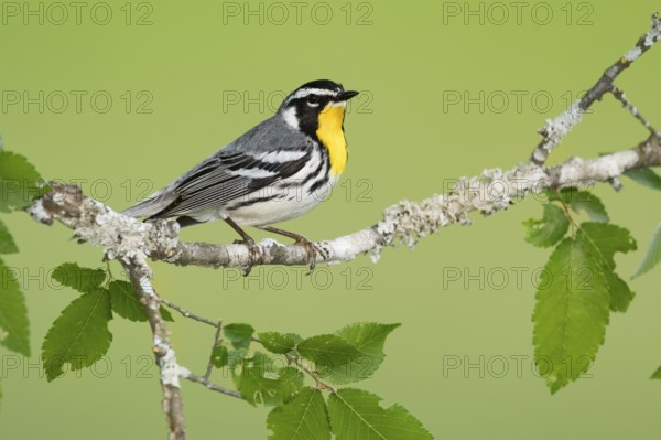 Yellow-throated Warbler (Setophaga dominica), Texas, USA