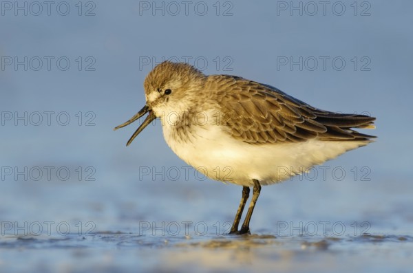 Western Sandpiper (Calidris mauri), Texas, USA