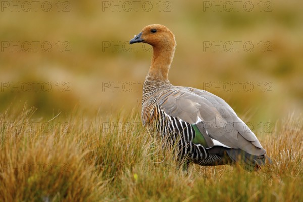 Goose in the grass, Chloephaga hybrida, Kelp goose, is a member of the duck, goose. It can be found in the Southern part of South America; in Patagonia, Tierra del Fuego, and the Falkland Islands