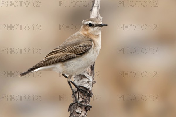 Northern Wheatear (Oenanthe oenanthe) female, Texas, USA