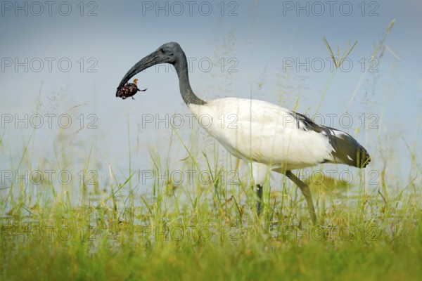 Bird in water grass with big insect in the bill. Wildlife scene from Okavango delta, Botswana. Sacred Ibis, Threskiornis aethiopicus, white bird with black head. Ibis feeding food in the lake