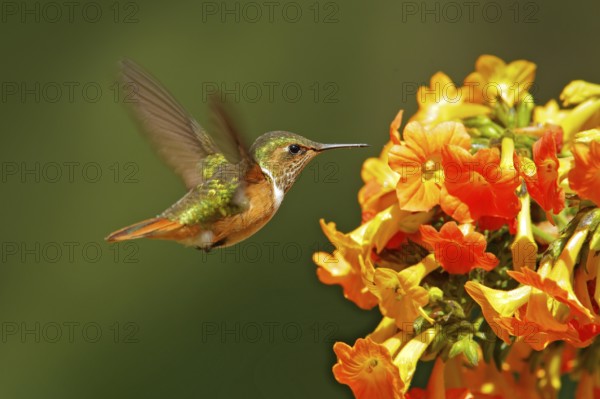 Volcano Hummingbird, animal in the nature habitat, mountain tropical forest, wildlife from Costa Rica. Pink flowers with bird, hummingbird sucking nectar from bloom