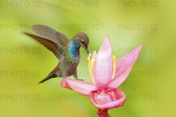 Bird sucking nectar from pink bloom. Hummingbird with flower. White-tailed Hillstar, Urochroa bougueri, hummingbird in nature on ping flower, gren and yellow background, wildlife, Colombia