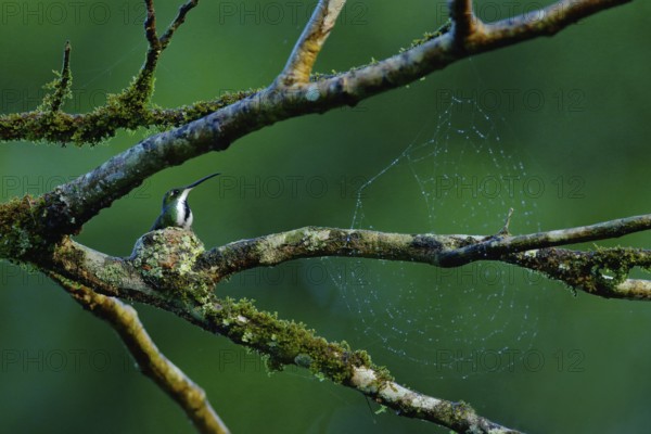 Tinny bird in the small nest on the tree branch with cobweb. Hummingbird Green-breasted Mango in the nature habitat Wild tropical bird nesting time, Trinidad. Bird behaviour in the tropic green forest
