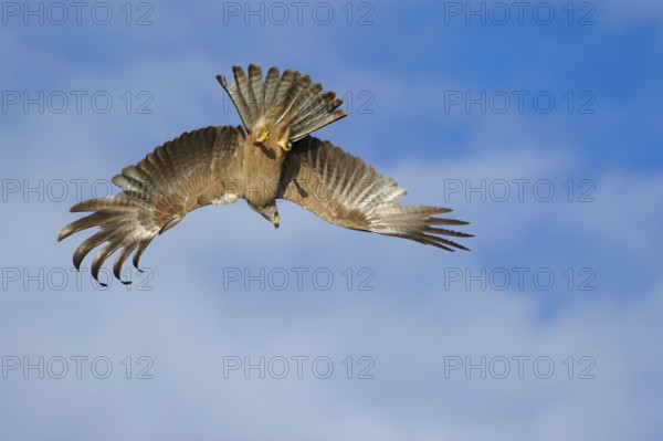 Schwarzer Milan im Flug jagend