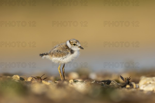Little Ringed Plover (Charadrius dubius) chick, North Rhine-Westphalia, Germany