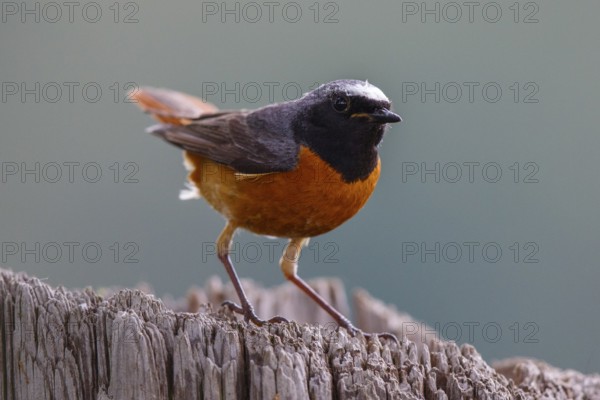 Common Redstart (Phoenicurus phoenicurus) male, North Rhine-Westphalia, Germany