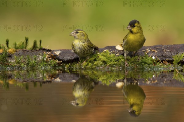 Eurasian Siskin (Spinus spinus) pair, Utrecht, Netherlands