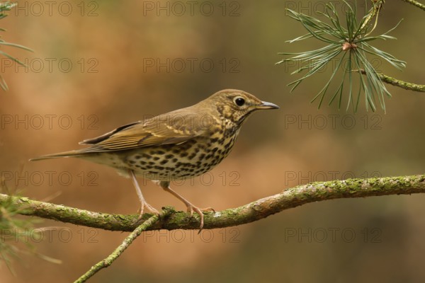 Song Thrush (Turdus philomelos), Utrecht, Netherlands