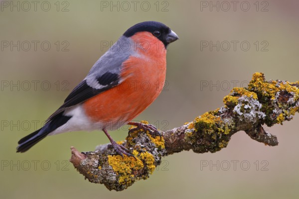 Eurasian Bullfinch (Pyrrhula pyrrhula) male, Carinthia, Austria