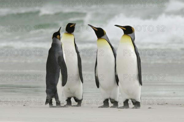 King Penguin (Aptenodytes patagonicus), Falkland Islands