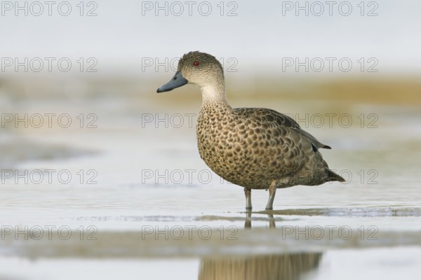 Grey Teal (Anas gracilis), Victoria, Australia