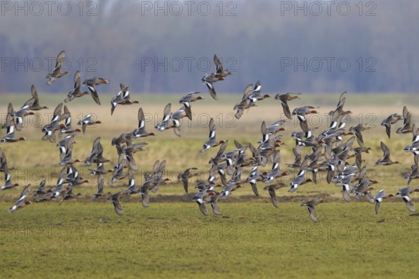 Eurasian Wigeon (Mareca penelope) flock flying, Netherlands