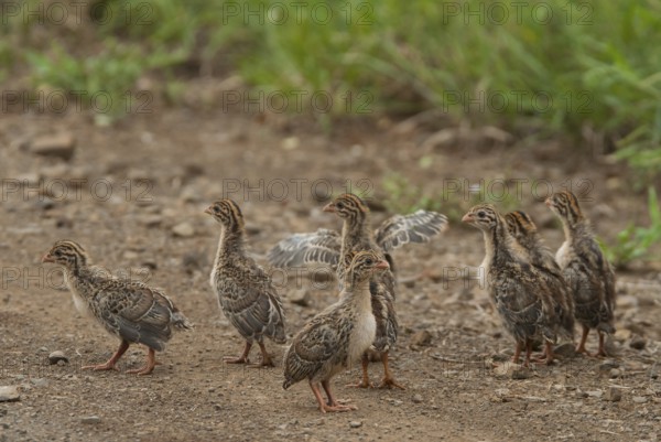 Helmeted Guineafowl (Numida meleagris) juvenile, Mpumalanga, South Africa