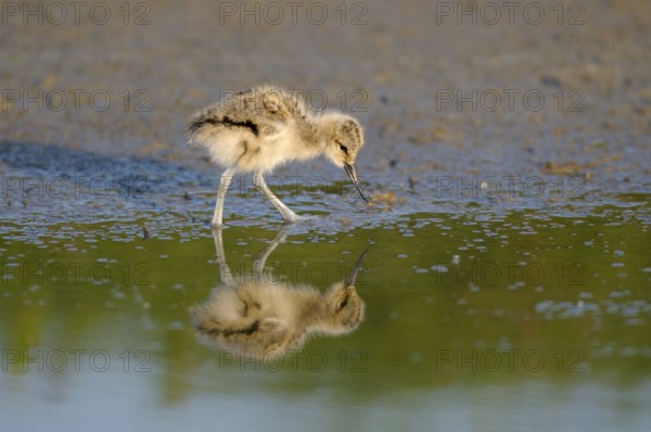 Saebelschnaebler (Recurvirostra avosetta), Avocet, Jungvogel bei der Nahrungssuche, mit Spiegelung, Juni, Insel Texel, Nordsee, Nordholland, Niederlande