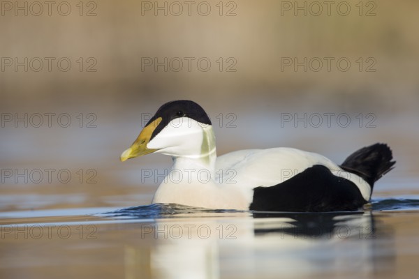 Common Eider (Somateria mollissima) male, Thurgovia, Switzerland