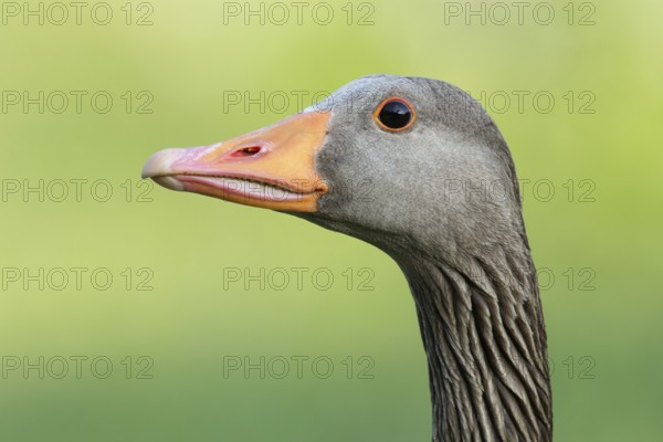 Greylag Goose (Anser anser), Brandenburg, Germany
