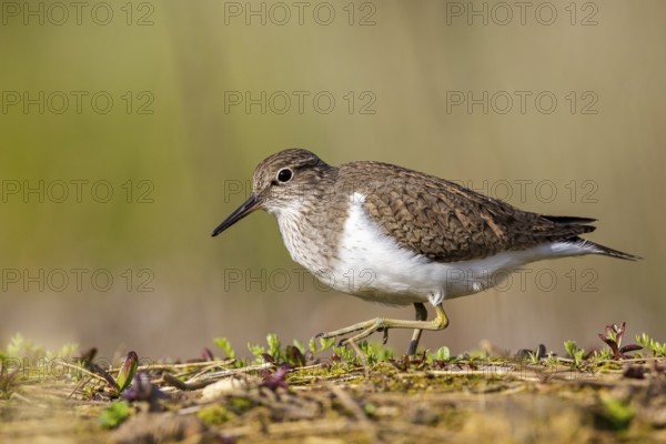 Common Sandpiper (Actitis hypoleucos), North Rhine-Westphalia, Germany