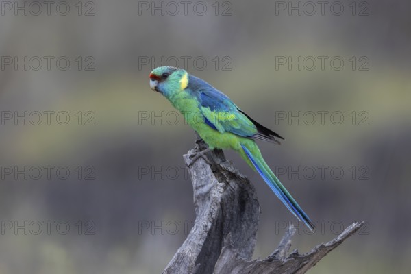 Mallee Ringneck (Barnardius zonarius barnardi) male perched on an old tree stump, Victoria, Australia
