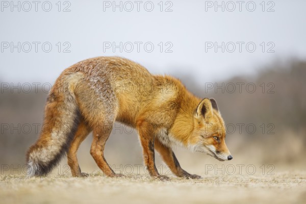 Rotfuchs, Vulpes vulpes Red Foxs, Vulpes vulpes