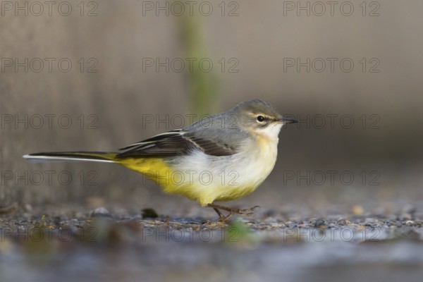 Grey Wagtail (Motacilla cinerea), Schleswig-Holstein, Germany