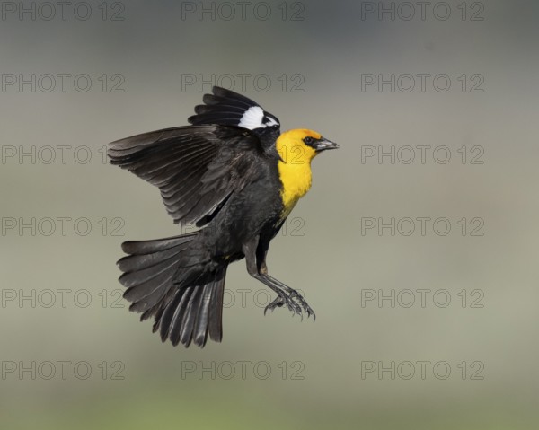 Yellow-headed Blackbird (Xanthocephalus xanthocephalus) male flying, California, USA