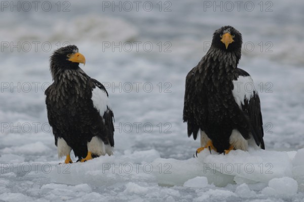 Steller's Sea Eagle (Haliaeetus pelagicus), Hokkaido, Japan