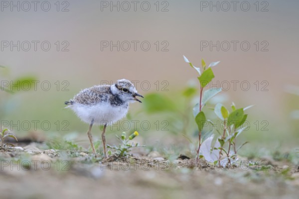 Little Ringed Plover (Charadrius dubius) juvenile, North Rhine-Westphalia, Germany