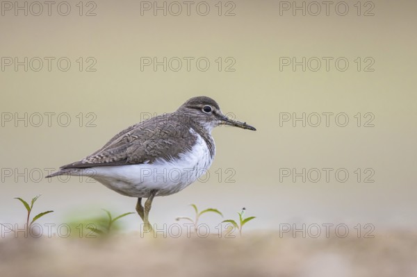 Common Sandpiper (Actitis hypoleucos), North Rhine-Westphalia, Germany