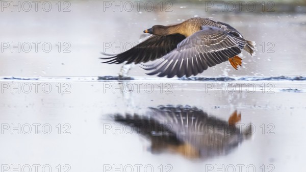 Taiga Bean Goose (Anser fabalis) flying, North Rhine-Westphalia, Germany