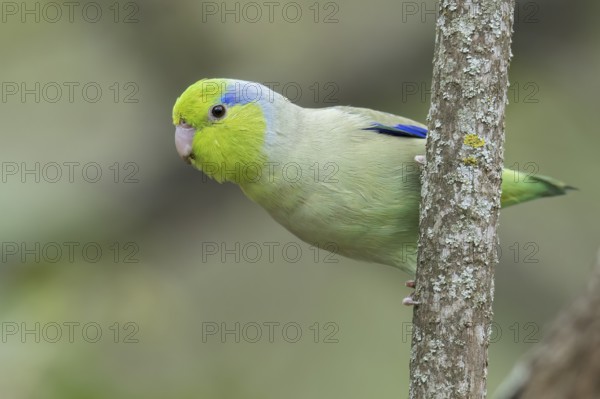 Pacific Parotlet (Forpus coelestis) perched on a branch in southern Ecuador