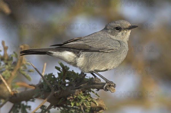 Blackstart (Oenanthe melanura), Oman