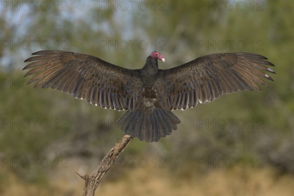 Turkey Vulture (Cathartes aura), Texas, USA