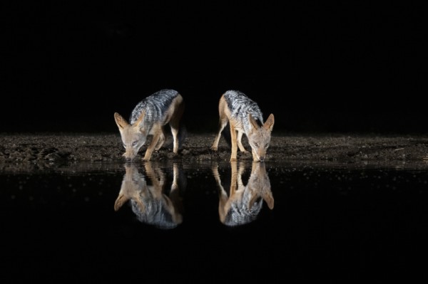 Black-backed Jackal (Canis mesomelas) two adult drinking at waterhole at night, South Africa