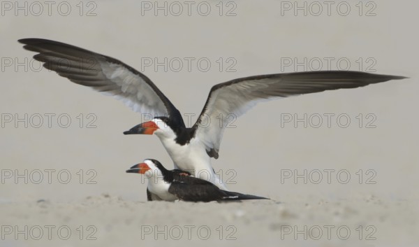 Black Skimmer (Rynchops niger), Texas, USA