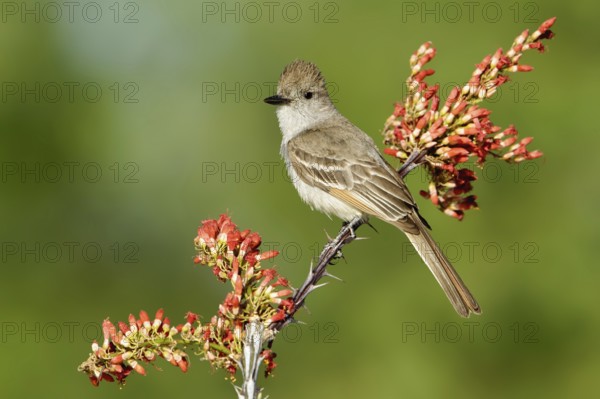 Ash-throated Flycatcher (Myiarchus cinerascens), Arizona, USA