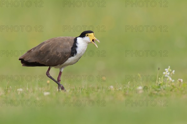 Masked Lapwing (Vanellus miles), Tasmania, Australia