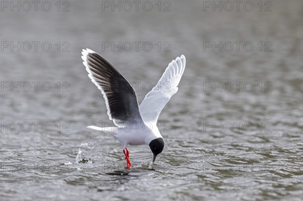 Hunting little gull (Hydrocoloeus minutus, Larus minutus) adult in summer plumage in flight catching insect from water surface of pond in spring
