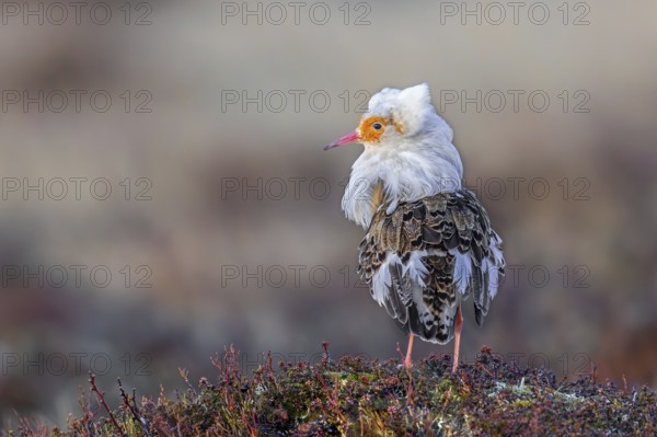 Ruff (Calidris pugnax) satellite male with white ruff in breeding plumage at lek in spring, Scandinavia