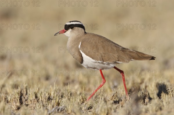 Crowned Lapwing (Vanellus coronatus), Northern Cape, South Africa