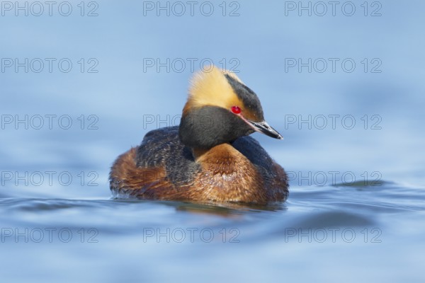 Horned Grebe (Podiceps auritus), Myvatn, Iceland