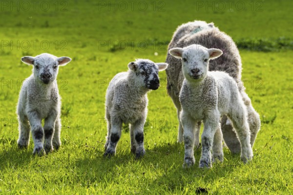 Sheep and farm in Lake District National Park, Coniston Water, Cumbria, England, United Kingdom