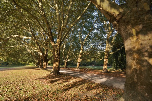 Path and common plane tree or Platanus × acerifolia (Platanus x hispanica, Platanus × acerifolia, Platanus × hybrida) in autumn, Platanenallee, Hamm, North Rhine-Westphalia, Germany