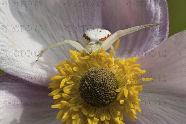 Goldenrod crab spider (Misumena vatia) sitting on the flower of an autumn anemone (Anemone hupehensis), Hesse, Germany