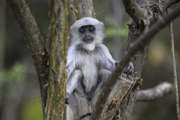 Terai grey langur (Semnopithecus hector), juvenile, portrait, Corbett National Park, near Ramnagar, Uttarakhand State, India